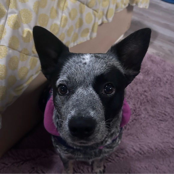 lucyluxehouse